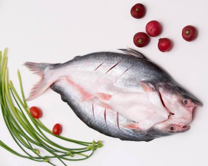 FROZEN PANGASIUS BUTTERFLY , HEAD ON