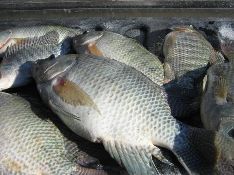 FROZEN BLACK TILAPIA WHOLE ROUND - Image 2