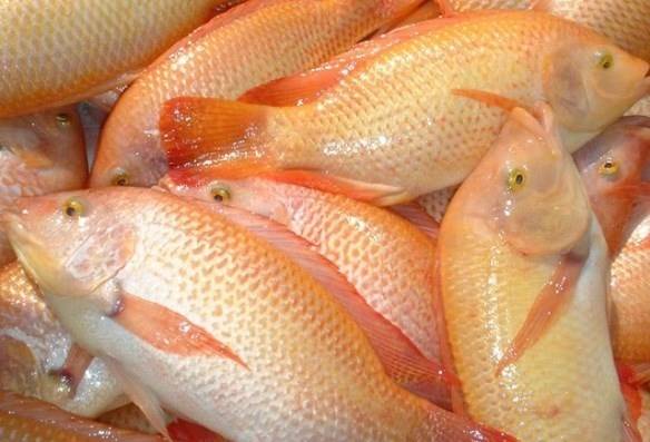 FROZEN RED TILAPIA WHOLE ROUND - Image 3