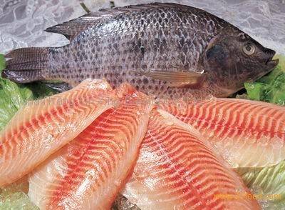 FROZEN BLACK TILAPIA WHOLE ROUND - Image 3
