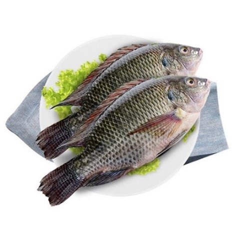 FROZEN BLACK TILAPIA WHOLE ROUND