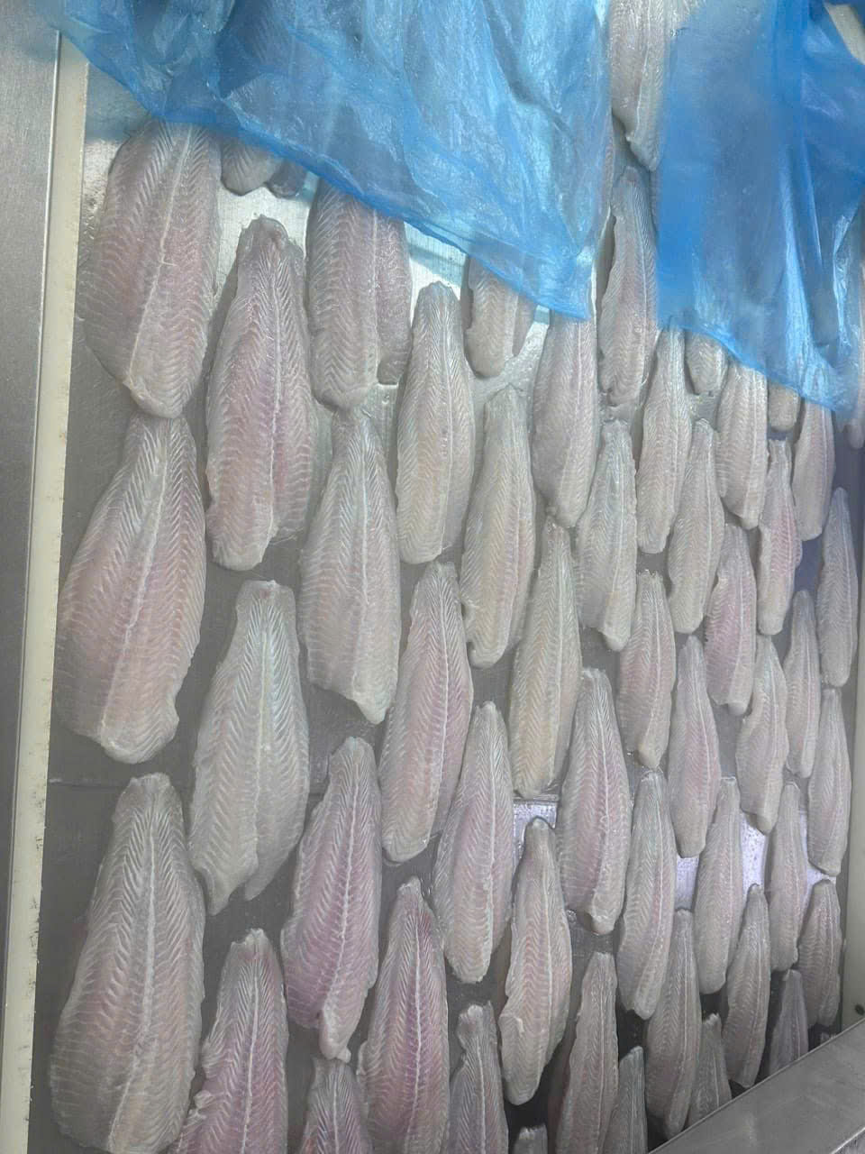 FROZEN PANGASIUS FILLET, WELL-TRIMMED - Image 3
