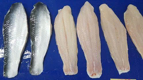FROZEN PANGASIUS FILLET, SKIN ON - Image 6