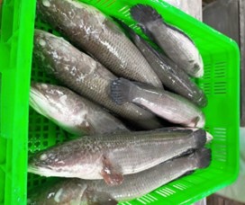 FROZEN SNAKEHEAD FISH – MUDFISH WHOLE ROUND - Image 3