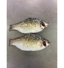 FROZEN SLIVER BARB FISH - Image 3