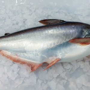 PANGASIUS WHOLE ROUND