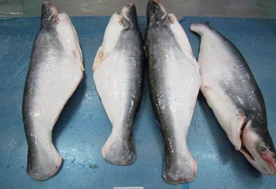 PANGASIUS WHOLE ROUND - Image 2